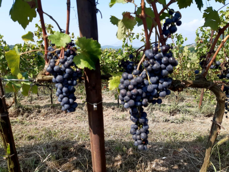 Azienda Agricola Urli JG