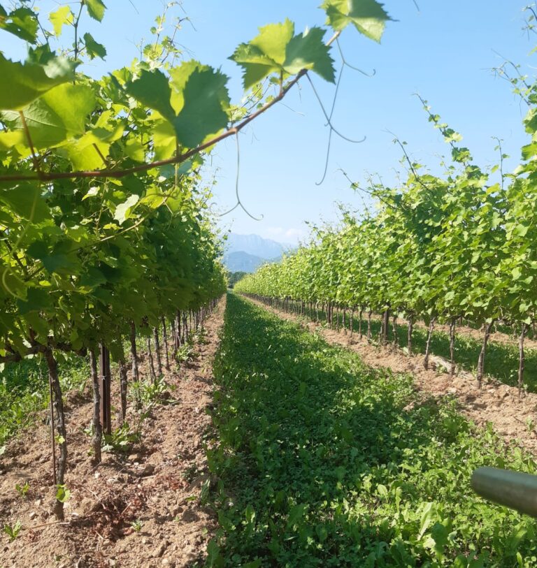 Azienda Agricola Azienda Agricola Urli JG