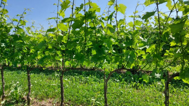 Azienda Agricola Azienda Agricola Urli JG