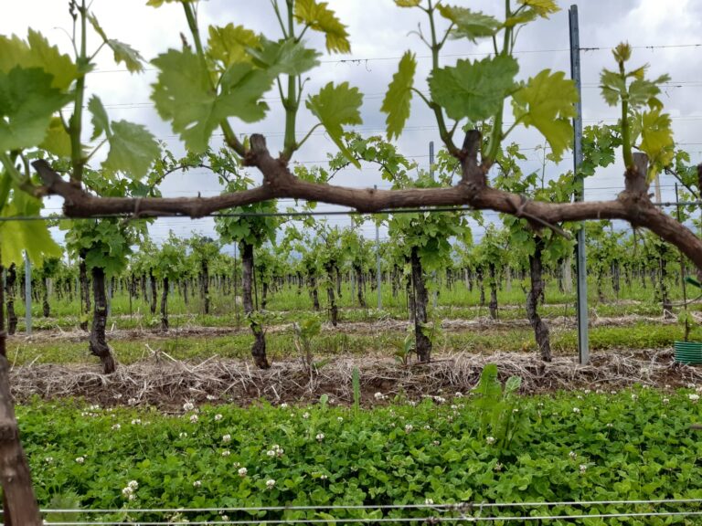 Azienda Agricola urli jg vigneto