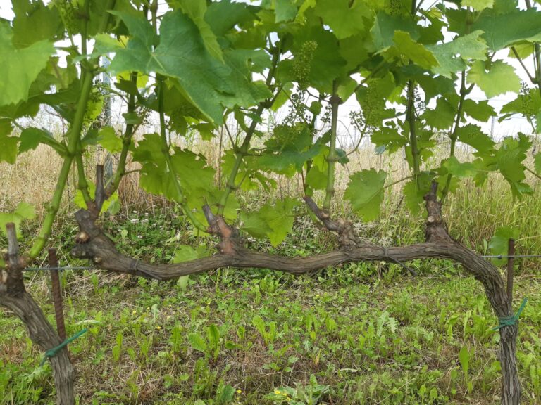 Azienda Agricola urli jg vigneto